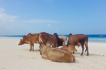 Image showing African cows are resting on Nungwi beach, Zanzibar, Tanzaia, Africa.