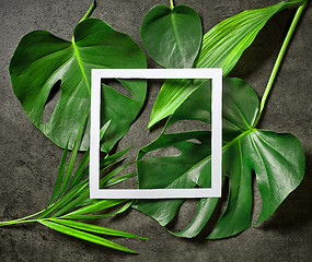 Image showing various tropical leaves and white paper frame