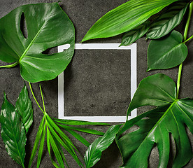 Image showing various tropical leaves and white paper frame