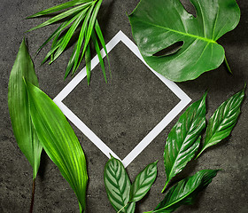 Image showing various tropical leaves and white paper frame