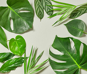 Image showing various tropical leaves