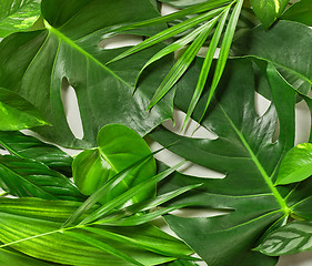 Image showing Various tropical leaves