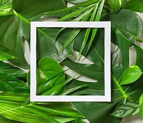 Image showing Various tropical leaves and white paper frame