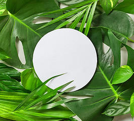 Image showing Various tropical leaves and white paper frame