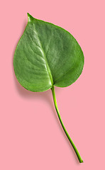 Image showing leaf of monstera plant