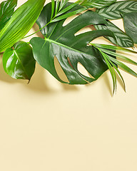 Image showing various tropical leaves