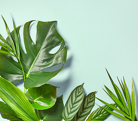 Image showing Various tropical leaves