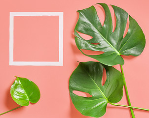 Image showing Tropical leaves of monstera plant