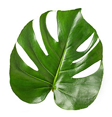 Image showing Tropical leaf of Monstera plant