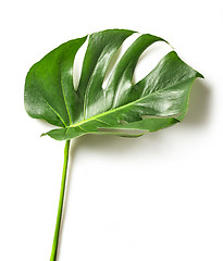 Image showing Tropical leaf of Monstera plant