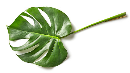 Image showing leaf of monstera plant
