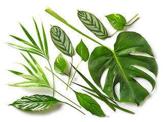 Image showing various tropical leaves