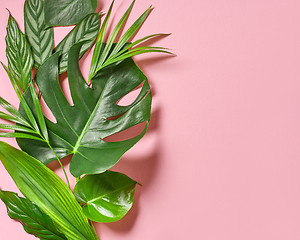 Image showing various tropical leaves