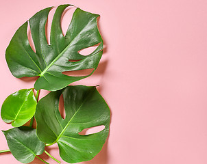 Image showing Tropical leaves of monstera plant