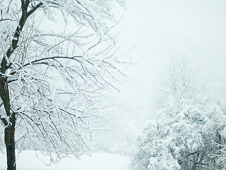 Image showing trees on snow