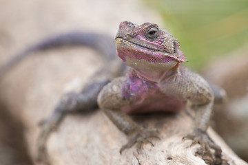 Image showing Mwanza flat-headed rock agama, Serengeti National Park, Tanzania.