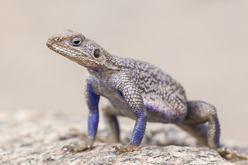 Image showing Mwanza flat-headed rock agama, Serengeti National Park, Tanzania.