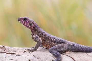 Image showing Mwanza flat-headed rock agama, Serengeti National Park, Tanzania.