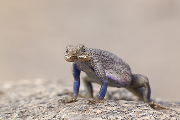 Image showing Mwanza flat-headed rock agama, Serengeti National Park, Tanzania.