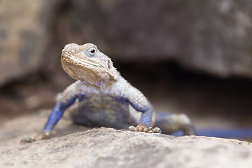 Image showing Mwanza flat-headed rock agama, Serengeti National Park, Tanzania.