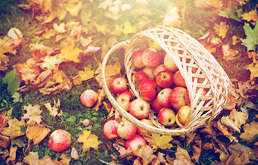 Image showing wicker basket of ripe red apples at autumn garden