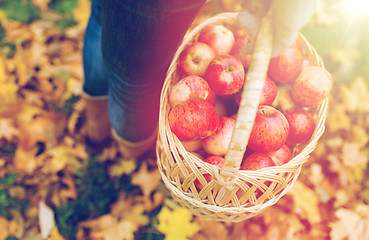 Image showing woman with basket of apples at autumn garden