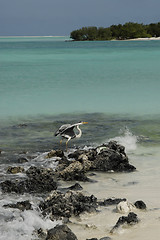 Image showing Seagull on a Maldivian island beach