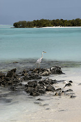 Image showing Seagull on a Maldivian island beach