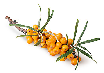 Image showing Branch with sea buckthorn berries and leaves