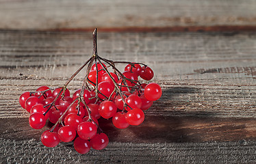 Image showing Branch of the viburnum