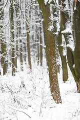 Image showing Winter Forest Trees