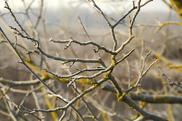 Image showing Bare branches in cold