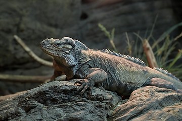 Image showing Iguana resting position