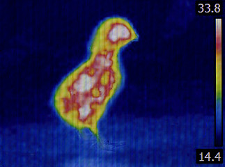Image showing Chick Thermal Imaging