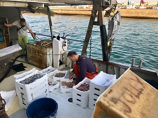 Image showing A fisherman is sorting his catch on an anchored fishing-boat