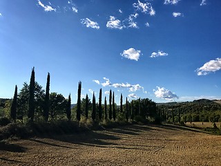 Image showing Typical country road in Tuscany lined with cypress trees