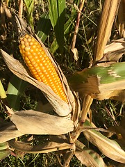 Image showing Ripe maize corn ear on the cob