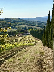 Image showing Typical landscape in Tuscany with cypress trees