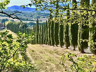 Image showing Typical landscape in Tuscany with cypress trees