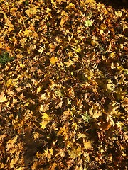 Image showing Dry fallen autumn leaves