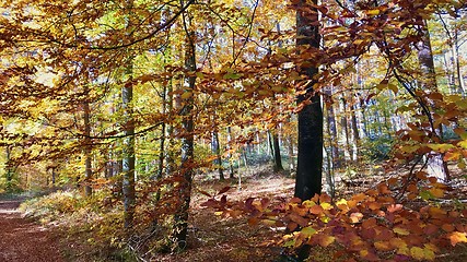 Image showing beautiful autumn forest