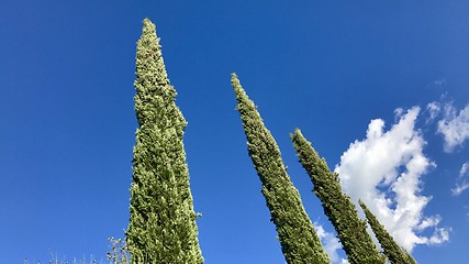 Image showing Typical cypress trees in Tuscany