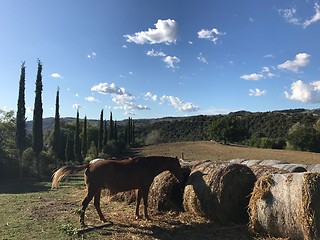 Image showing Typical country road in Tuscany lined with cypress trees and free horses