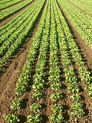 Image showing Rows of salad on a large agriculture field