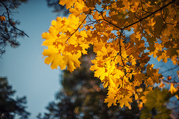 Image showing Autumn leaves, for background