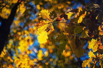 Image showing Autumn leaves, for background