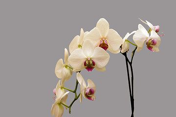 Image showing White orchid