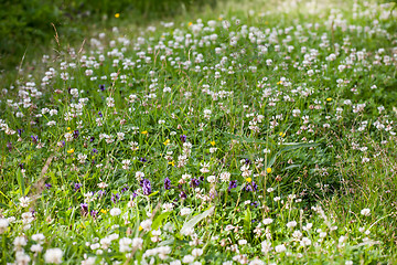 Image showing clover lawn