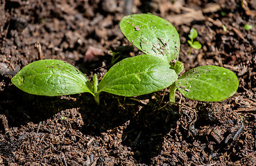 Image showing cucumber seedling