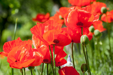 Image showing red poppy flowers